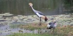 Birdnestbunyonyiimage12