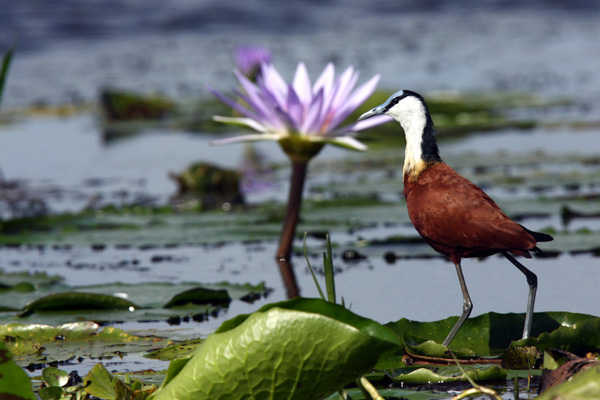 main-birding