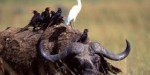 Abacusafricaimage1