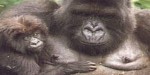 Abacusafricaimage2