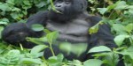 Abacusafricaimage5