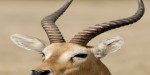 Churchillsafaris2