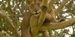 Churchillsafaris3