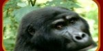 Hogsafariimage3