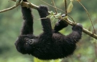 Volcanoes Safaris