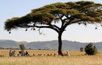 Wild Frontiers / G&C Tours