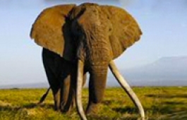 Asyanut Safaris and Travel