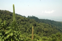 Buniga Forest Nature Walk