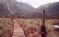 Rwenzori Mountaineering Services