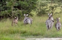 Bunyonyi Safari Ltd