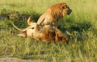 RayzAfrika Tours and Travel Co. Ltd.