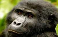 Churchill Safaris 